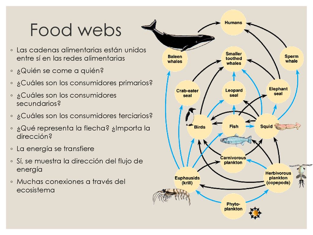 Food webs Las cadenas alimentarias están unidos entre sí en las redes alimentarias. ¿Quién se come a quién