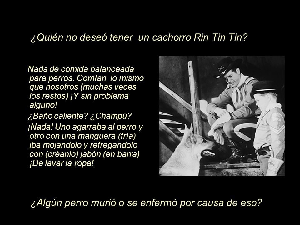 ¿Quién no deseó tener un cachorro Rin Tin Tin