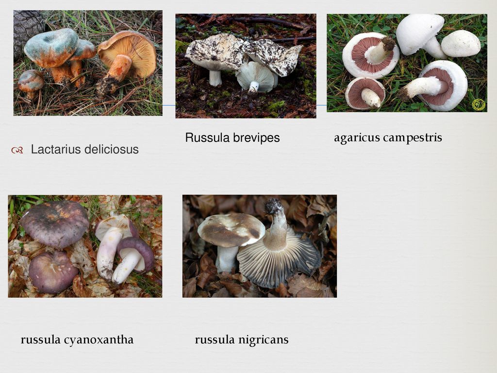 Lactarius deliciosus Russula brevipes agaricus campestris russula cyanoxantha russula nigricans