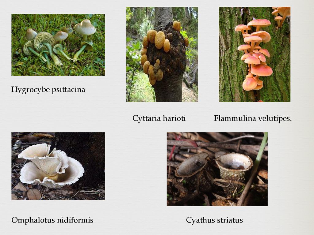 Hygrocybe psittacina Cyttaria harioti Flammulina velutipes. Omphalotus nidiformis Cyathus striatus