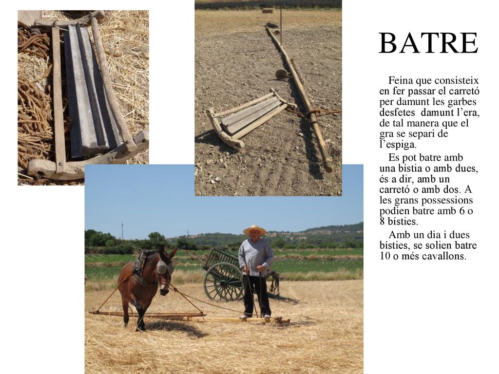 BATRE Feina que consisteix en fer passar el carretó per damunt les garbes desfetes damunt l’era, de tal manera que el gra se separi de l’espiga.