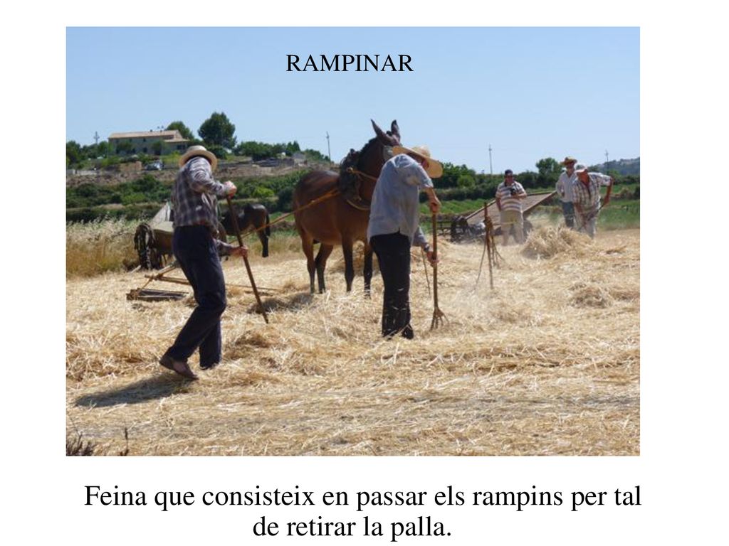 RAMPINAR RAMPINAR Feina que consisteix en passar els rampins per tal de retirar la palla.
