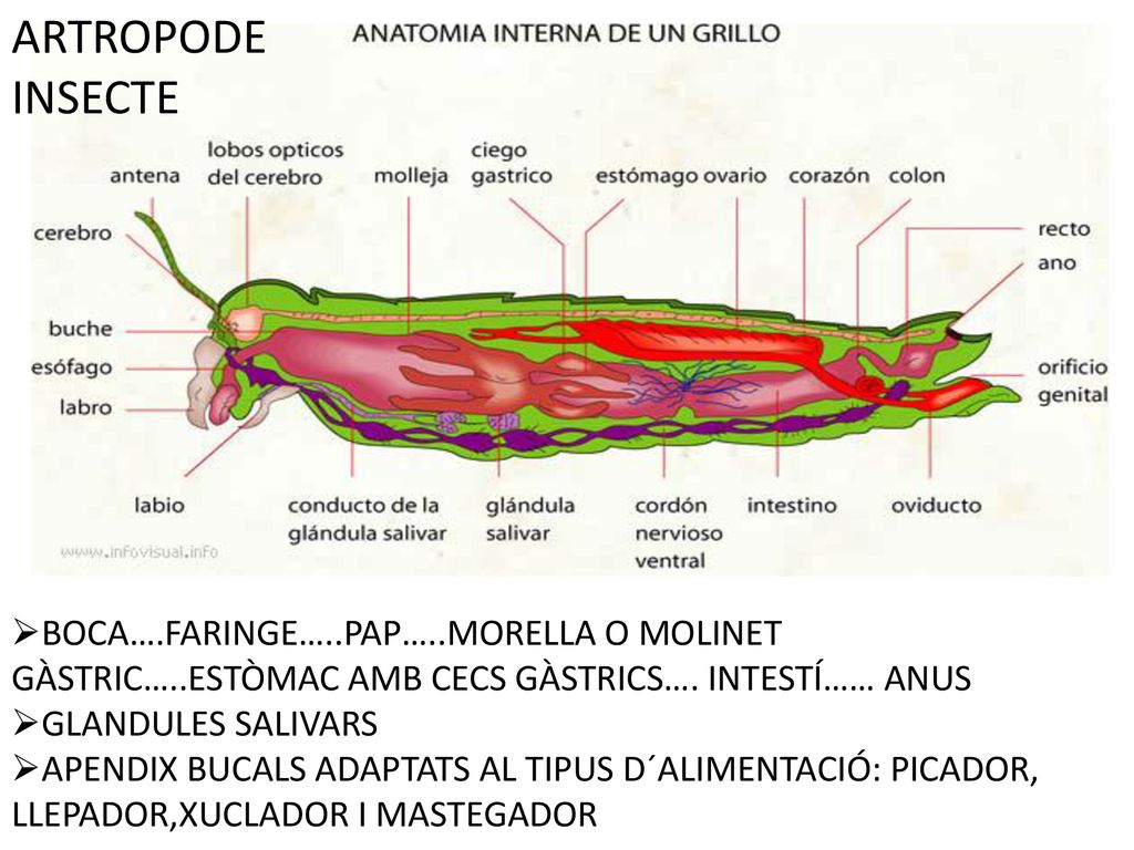 ARTROPODE INSECTE BOCA….FARINGE…..PAP…..MORELLA O MOLINET GÀSTRIC…..ESTÒMAC AMB CECS GÀSTRICS…. INTESTÍ…… ANUS.