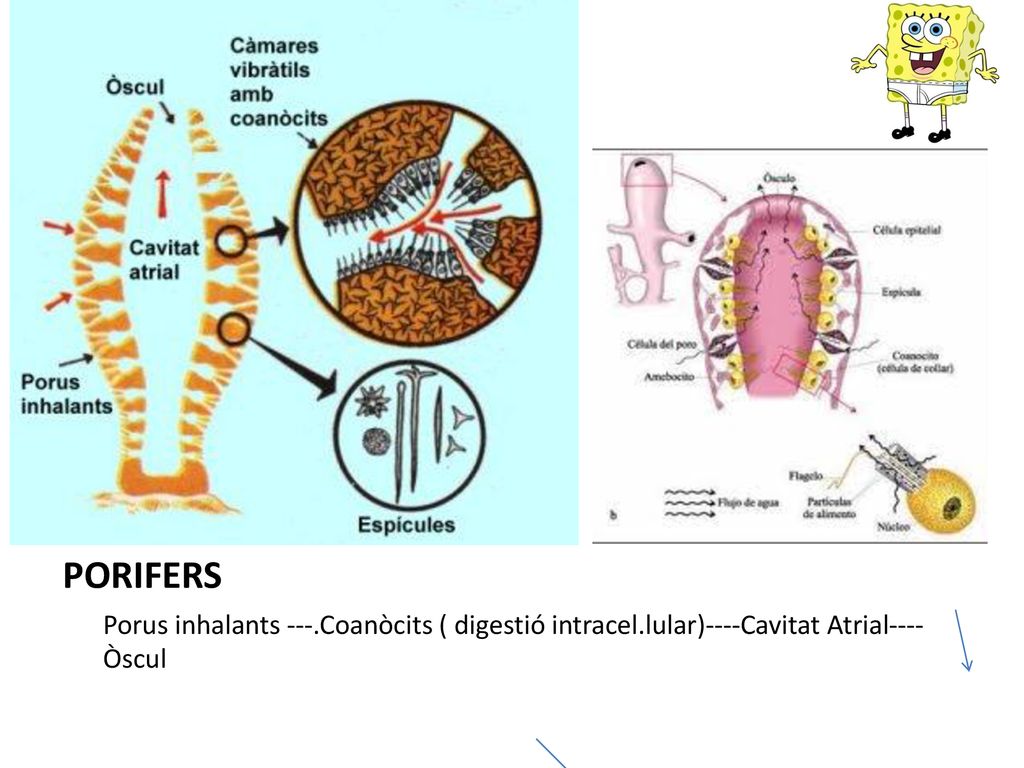 PORIFERS Porus inhalants ---.Coanòcits ( digestió intracel.lular)----Cavitat Atrial---- Òscul