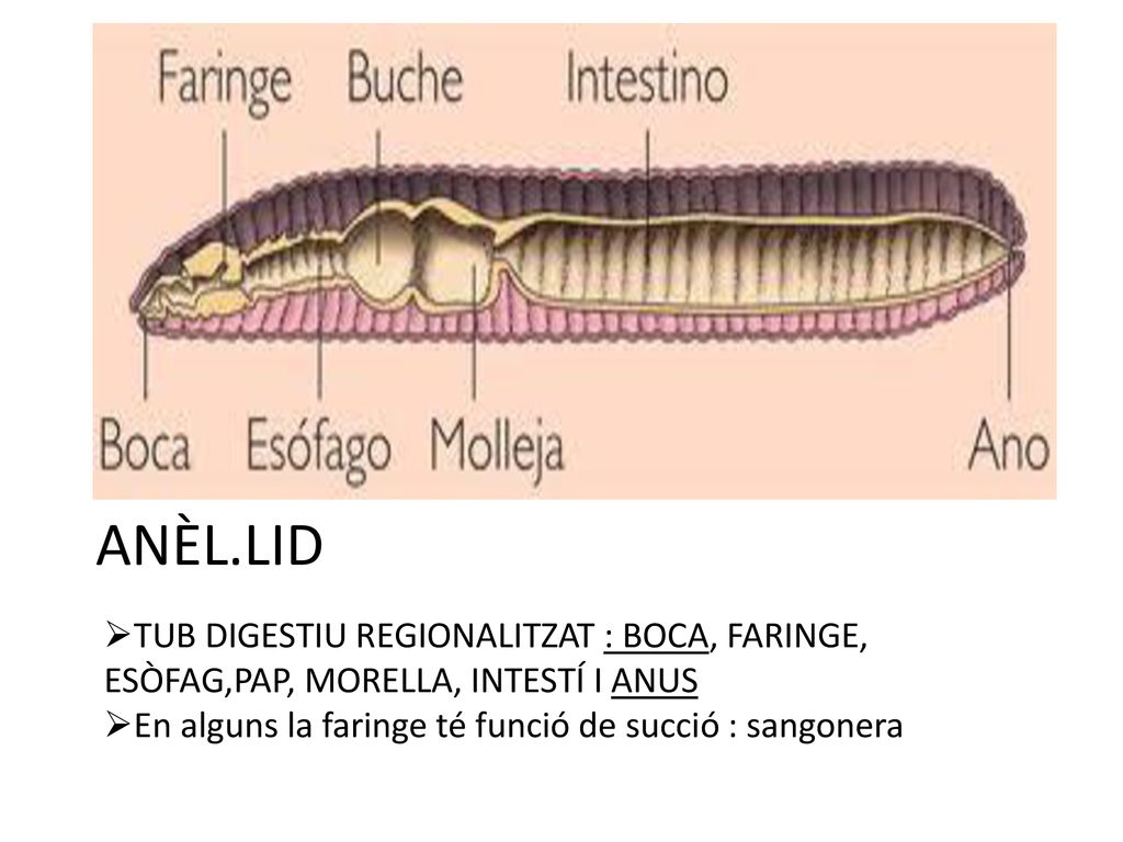 ANÈL.LID TUB DIGESTIU REGIONALITZAT : BOCA, FARINGE, ESÒFAG,PAP, MORELLA, INTESTÍ I ANUS.