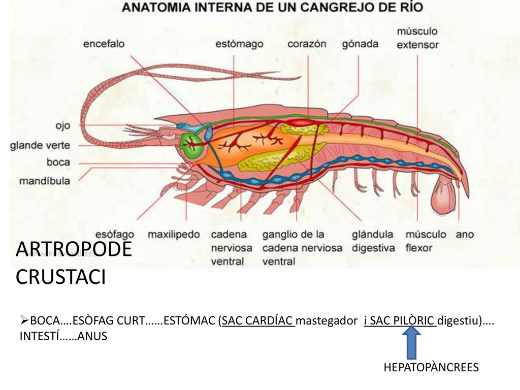ARTROPODE CRUSTACI BOCA….ESÒFAG CURT……ESTÓMAC (SAC CARDÍAC mastegador i SAC PILÒRIC digestiu)…. INTESTÍ……ANUS.