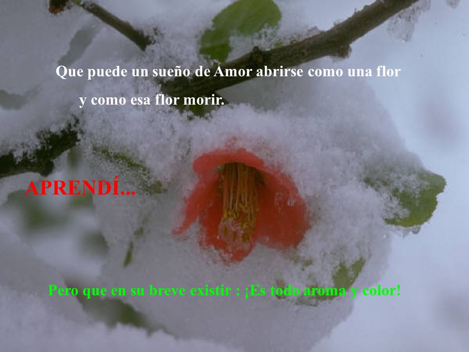 APRENDÍ... Que puede un sueño de Amor abrirse como una flor