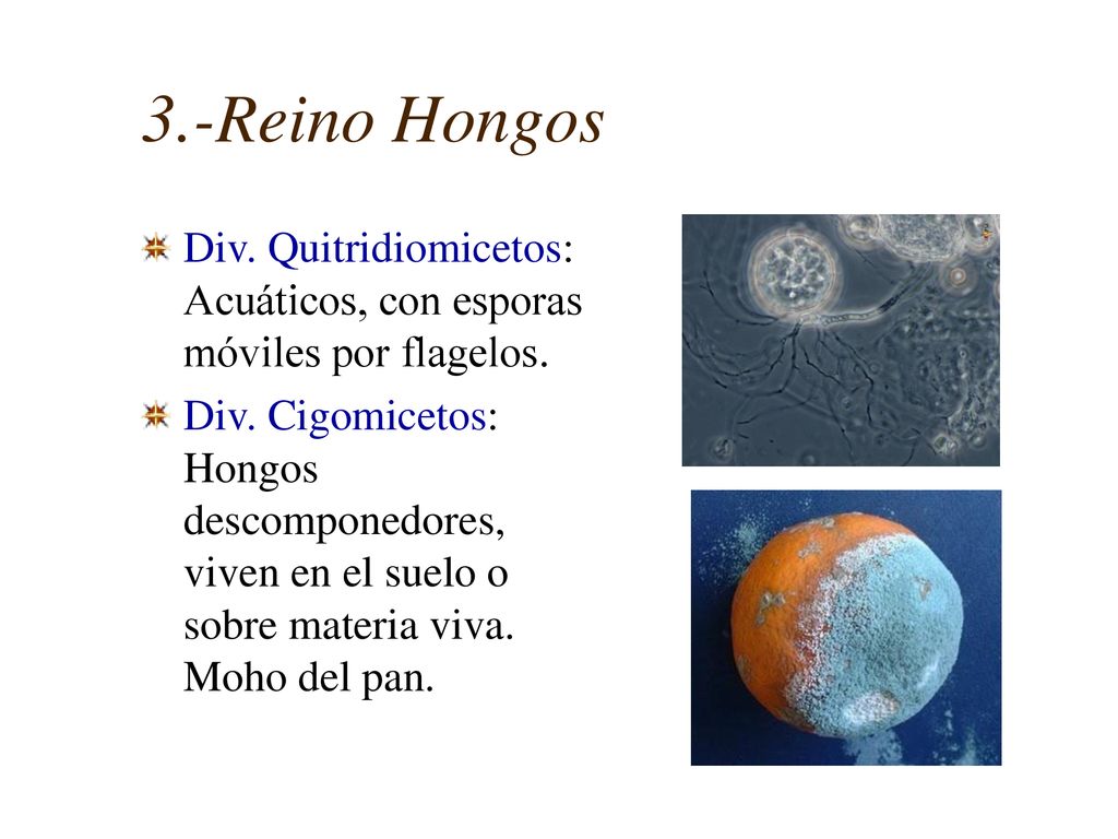 3.-Reino Hongos Div. Quitridiomicetos: Acuáticos, con esporas móviles por flagelos.