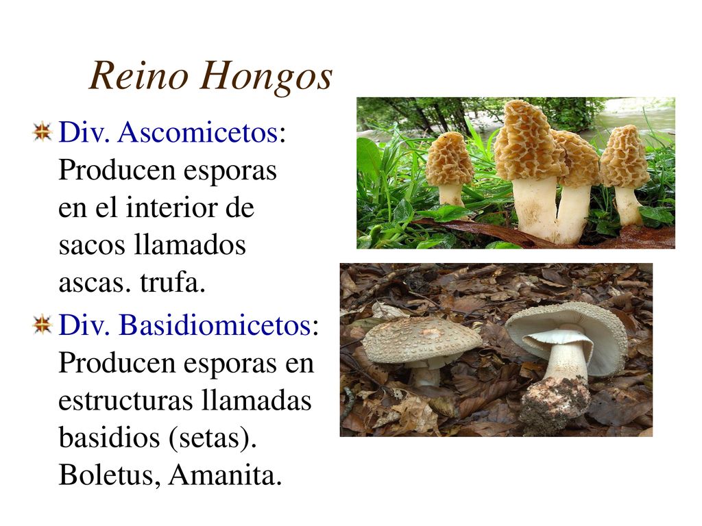 Reino Hongos Div. Ascomicetos: Producen esporas en el interior de sacos llamados ascas. trufa.