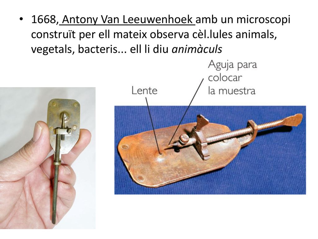 1668, Antony Van Leeuwenhoek amb un microscopi construït per ell mateix observa cèl.lules animals, vegetals, bacteris...