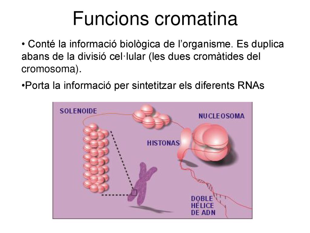 Funcions cromatina Conté la informació biològica de l’organisme. Es duplica abans de la divisió cel·lular (les dues cromàtides del cromosoma).