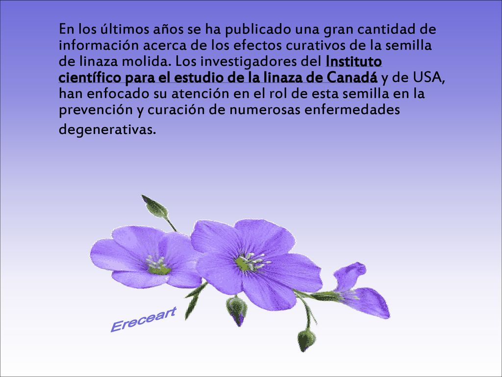 En los últimos años se ha publicado una gran cantidad de información acerca de los efectos curativos de la semilla de linaza molida. Los investigadores del Instituto científico para el estudio de la linaza de Canadá y de USA, han enfocado su atención en el rol de esta semilla en la prevención y curación de numerosas enfermedades degenerativas.