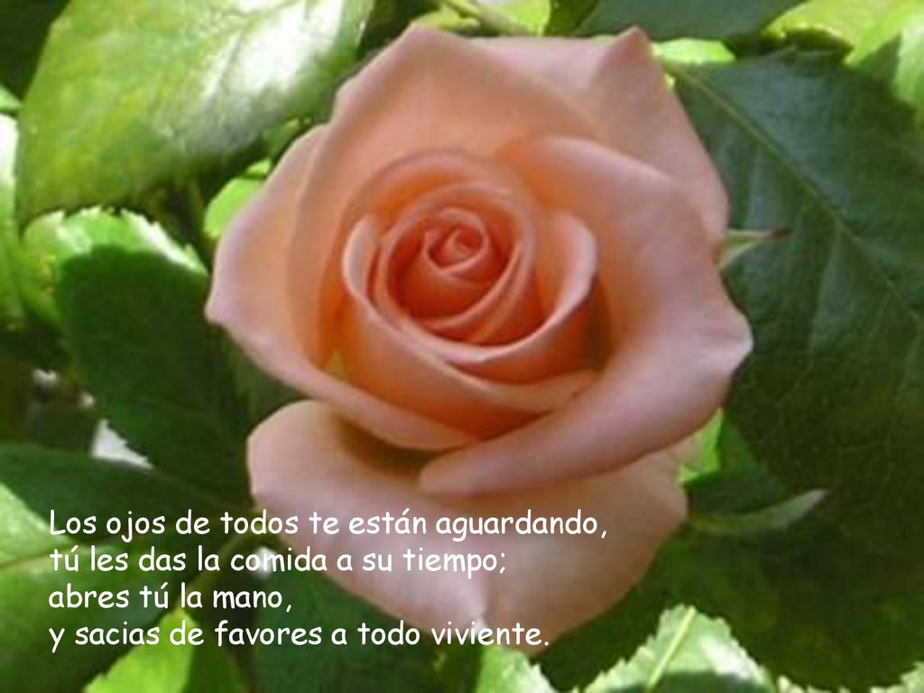 Los ojos de todos te están aguardando, tú les das la comida a su tiempo; abres tú la mano, y sacias de favores a todo viviente.