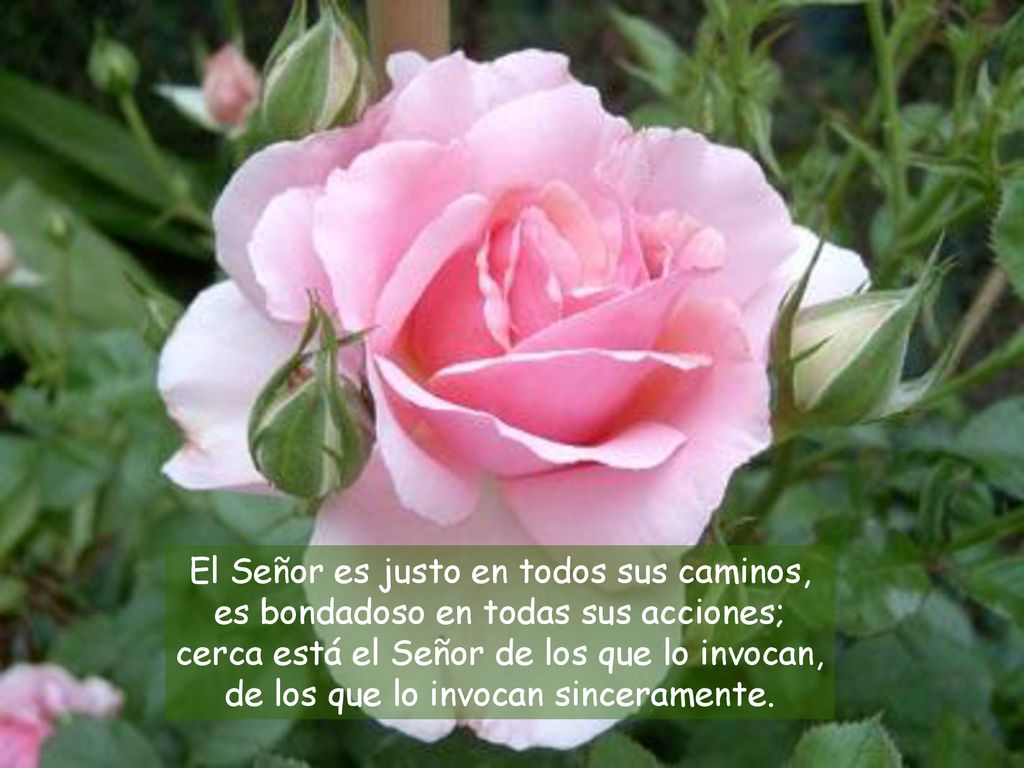 El Señor es justo en todos sus caminos, es bondadoso en todas sus acciones; cerca está el Señor de los que lo invocan, de los que lo invocan sinceramente.