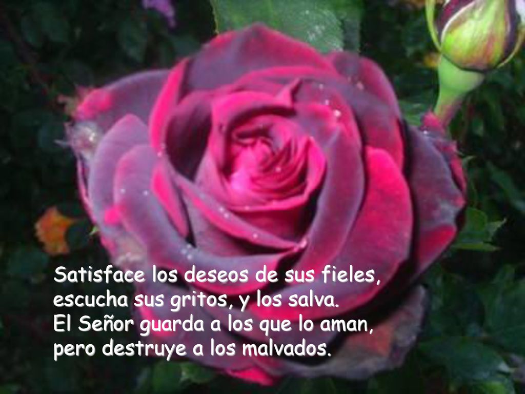 Satisface los deseos de sus fieles, escucha sus gritos, y los salva