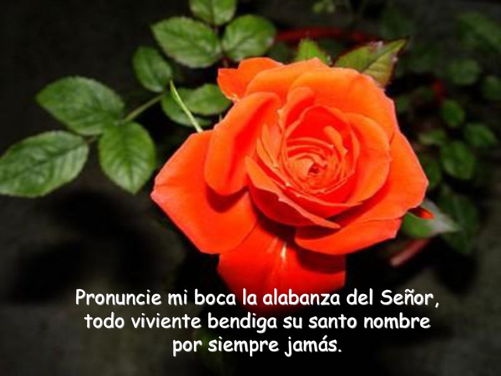 Pronuncie mi boca la alabanza del Señor, todo viviente bendiga su santo nombre por siempre jamás.