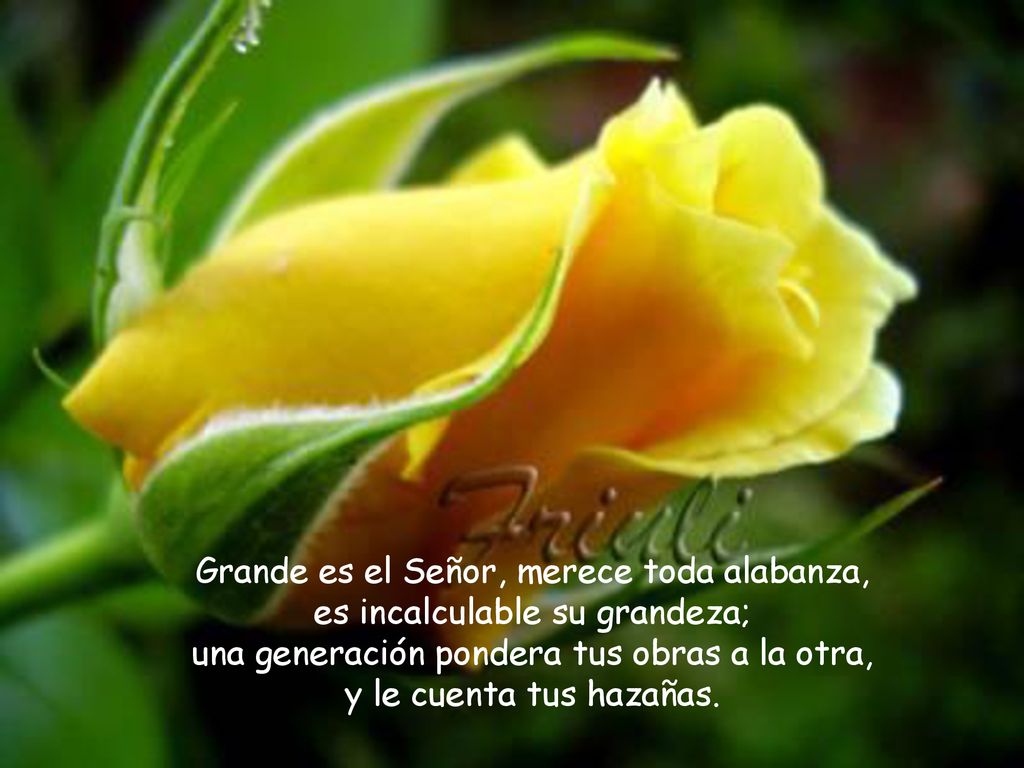 Grande es el Señor, merece toda alabanza, es incalculable su grandeza; una generación pondera tus obras a la otra, y le cuenta tus hazañas.
