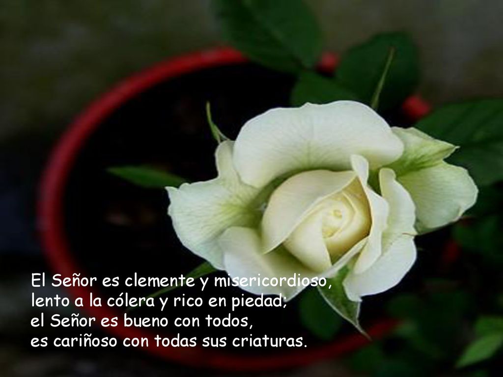 El Señor es clemente y misericordioso, lento a la cólera y rico en piedad; el Señor es bueno con todos, es cariñoso con todas sus criaturas.