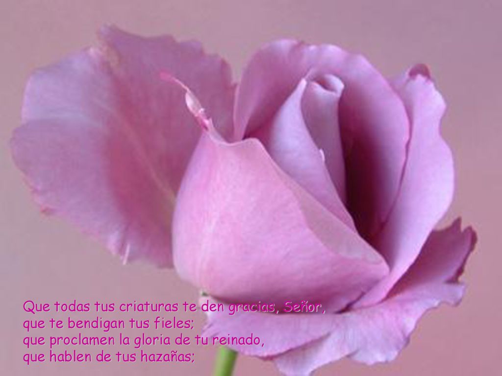 Que todas tus criaturas te den gracias, Señor, que te bendigan tus fieles; que proclamen la gloria de tu reinado, que hablen de tus hazañas;