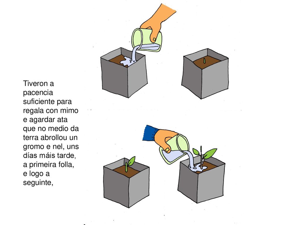 Tiveron a pacencia suficiente para regala con mimo e agardar ata que no medio da terra abrollou un gromo e nel, uns días máis tarde, a primeira folla, e logo a seguinte,