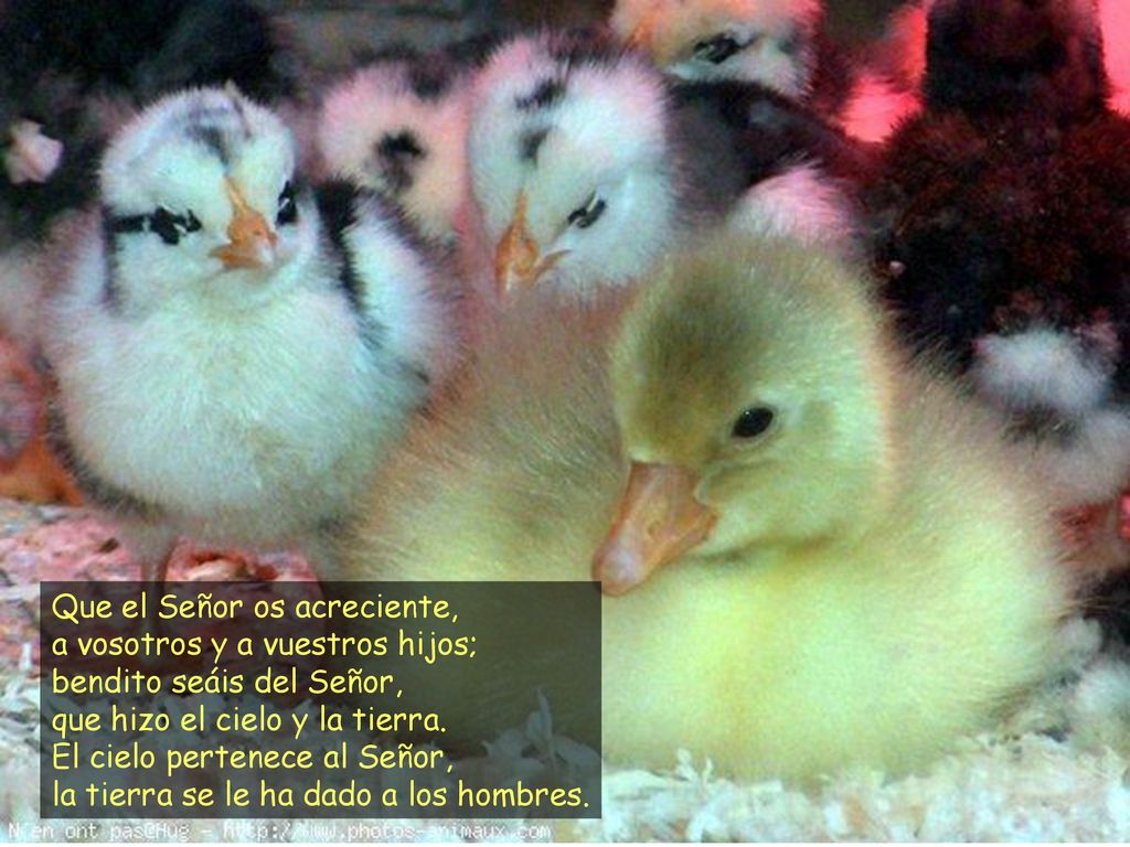 Que el Señor os acreciente, a vosotros y a vuestros hijos; bendito seáis del Señor, que hizo el cielo y la tierra.