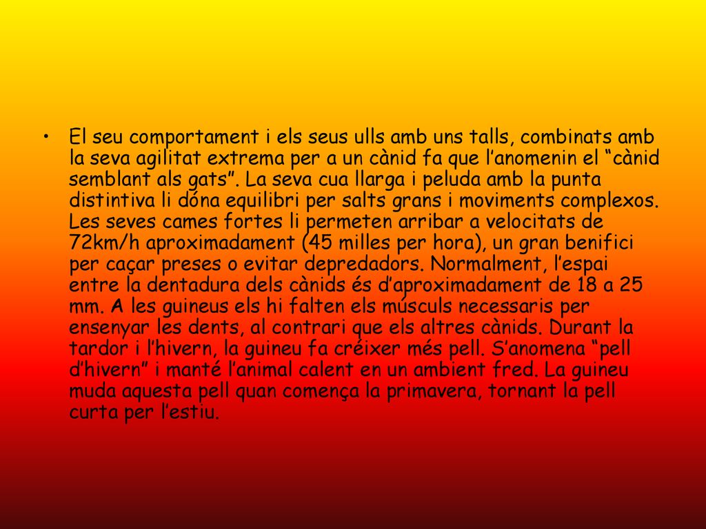 El seu comportament i els seus ulls amb uns talls, combinats amb la seva agilitat extrema per a un cànid fa que l’anomenin el cànid semblant als gats .
