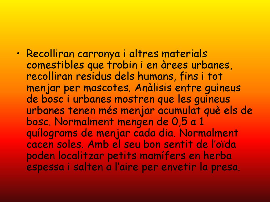 Recolliran carronya i altres materials comestibles que trobin i en àrees urbanes, recolliran residus dels humans, fins i tot menjar per mascotes.