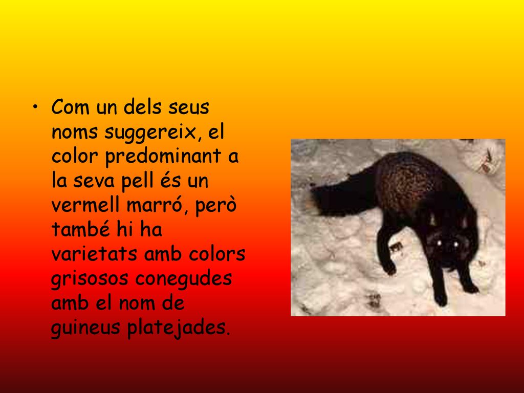 Com un dels seus noms suggereix, el color predominant a la seva pell és un vermell marró, però també hi ha varietats amb colors grisosos conegudes amb el nom de guineus platejades.