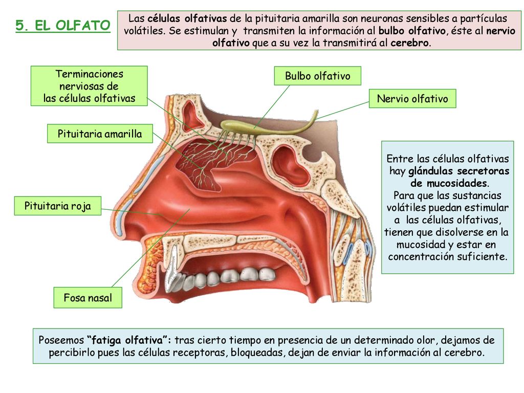 Las células olfativas de la pituitaria amarilla son neuronas sensibles a partículas