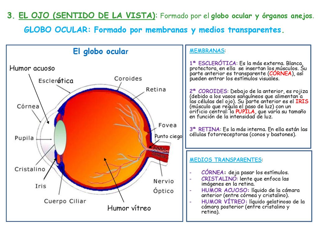 GLOBO OCULAR: Formado por membranas y medios transparentes.