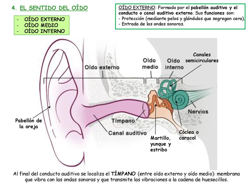 4. EL SENTIDO DEL OÍDO OÍDO EXTERNO OÍDO MEDIO OÍDO INTERNO Canales