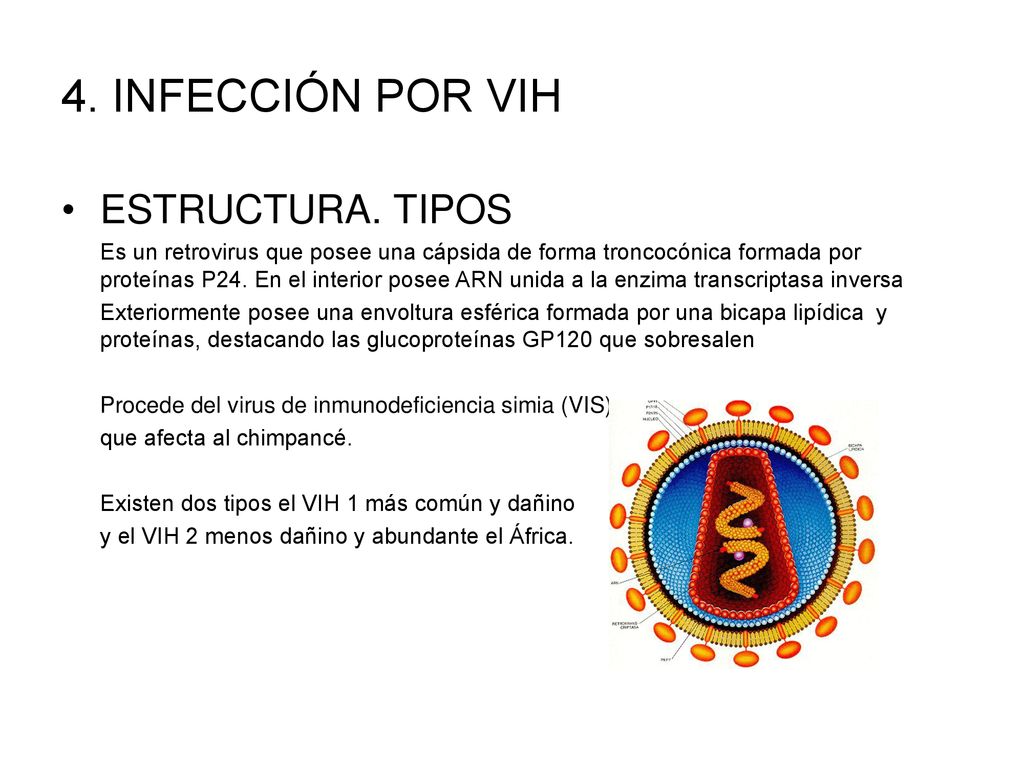 4. INFECCIÓN POR VIH ESTRUCTURA. TIPOS
