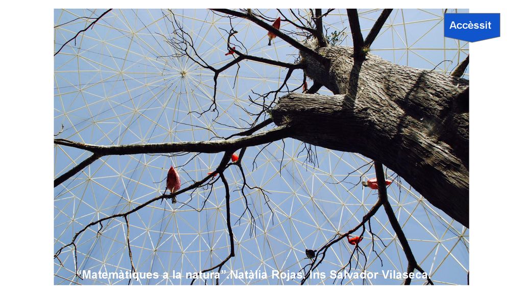 Matemàtiques a la natura .Natàlia Rojas. Ins Salvador Vilaseca.