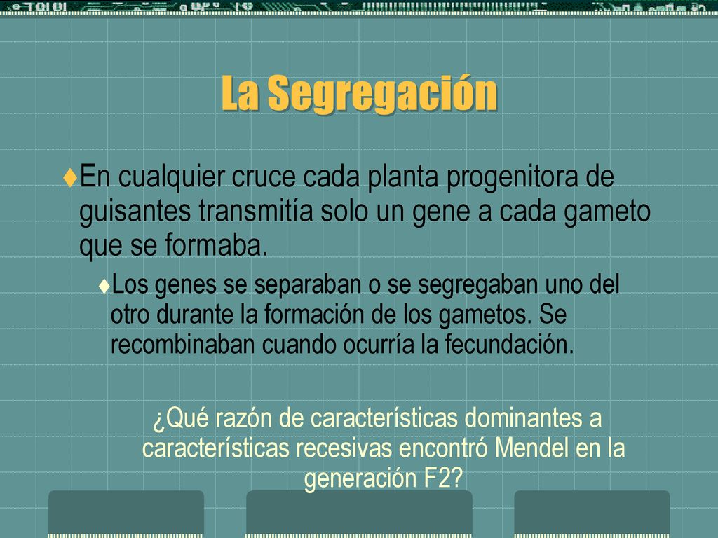 La Segregación En cualquier cruce cada planta progenitora de guisantes transmitía solo un gene a cada gameto que se formaba.