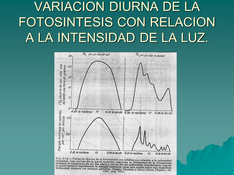 VARIACION DIURNA DE LA FOTOSINTESIS CON RELACION A LA INTENSIDAD DE LA LUZ.