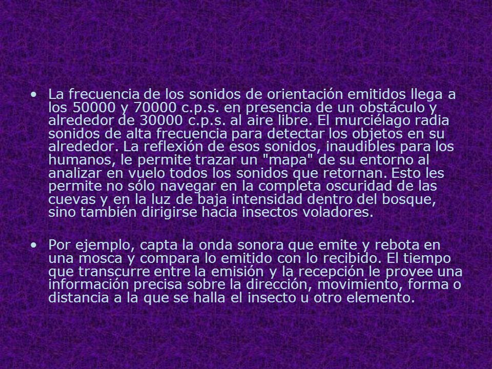 La frecuencia de los sonidos de orientación emitidos llega a los y c.p.s. en presencia de un obstáculo y alrededor de c.p.s. al aire libre. El murciélago radia sonidos de alta frecuencia para detectar los objetos en su alrededor. La reflexión de esos sonidos, inaudibles para los humanos, le permite trazar un mapa de su entorno al analizar en vuelo todos los sonidos que retornan. Esto les permite no sólo navegar en la completa oscuridad de las cuevas y en la luz de baja intensidad dentro del bosque, sino también dirigirse hacia insectos voladores.