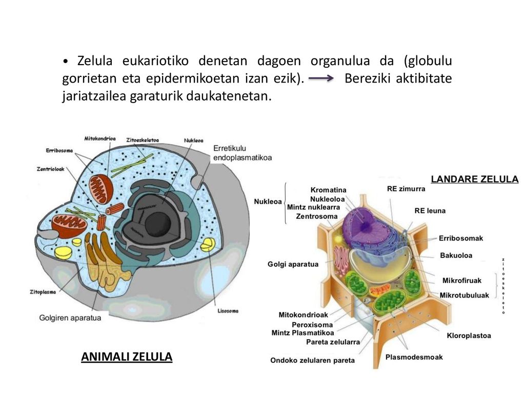 • Zelula eukariotiko denetan dagoen organulua da (globulu gorrietan eta epidermikoetan izan ezik). Bereziki aktibitate jariatzailea garaturik daukatenetan.