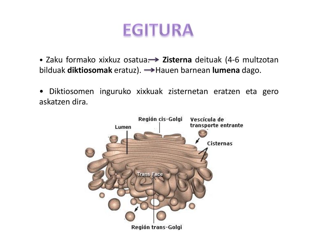 EGITURA • Zaku formako xixkuz osatua. Zisterna deituak (4‐6 multzotan bilduak diktiosomak eratuz). Hauen barnean lumena dago.