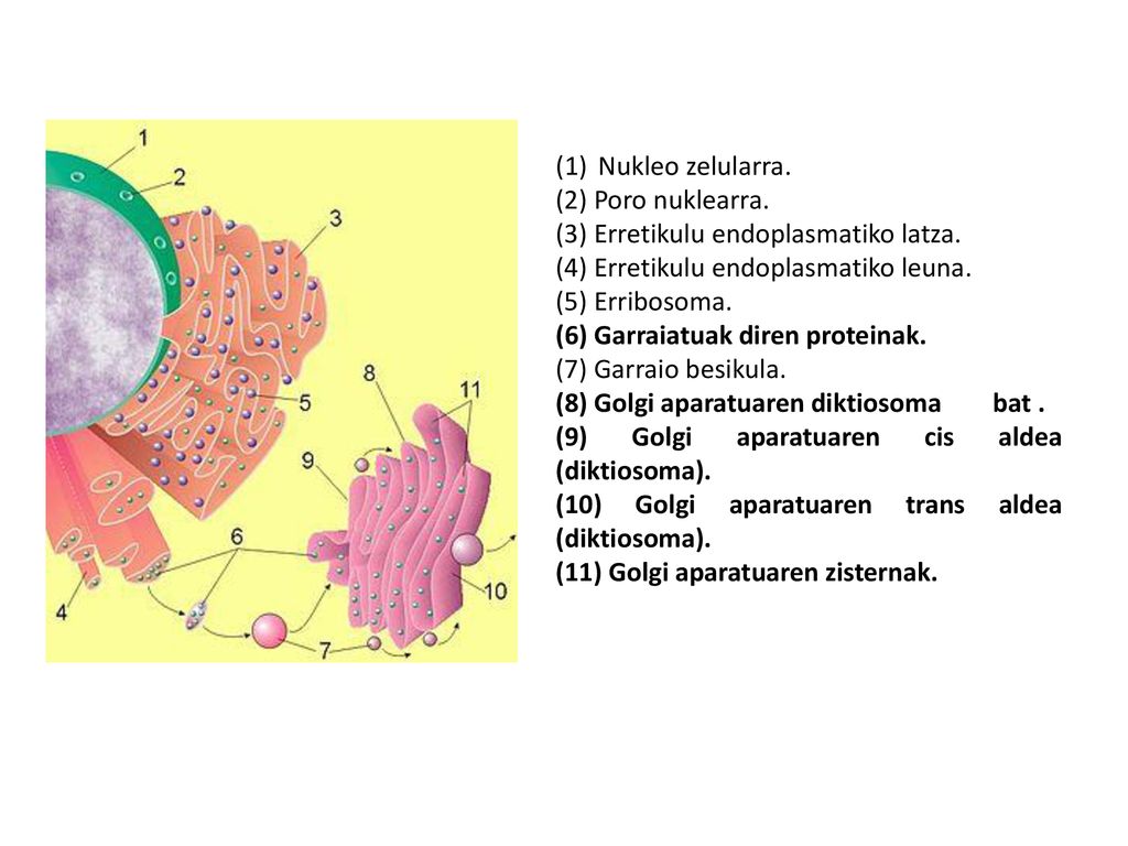 Nukleo zelularra. (2) Poro nuklearra. (3) Erretikulu endoplasmatiko latza. (4) Erretikulu endoplasmatiko leuna.