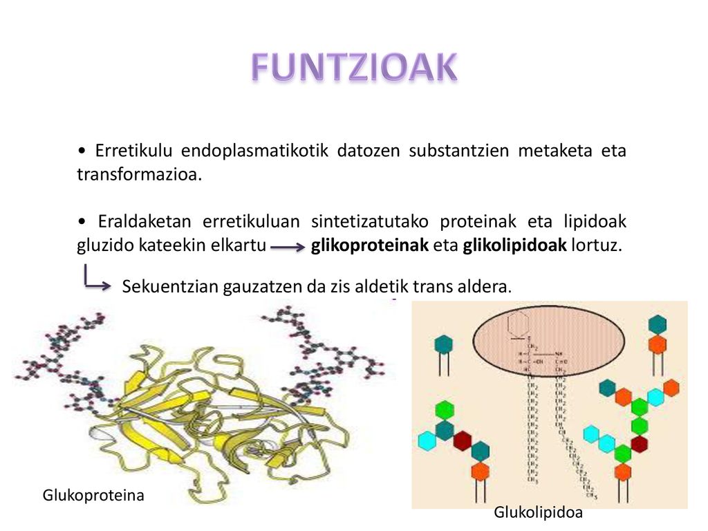 FUNTZIOAK • Erretikulu endoplasmatikotik datozen substantzien metaketa eta transformazioa.