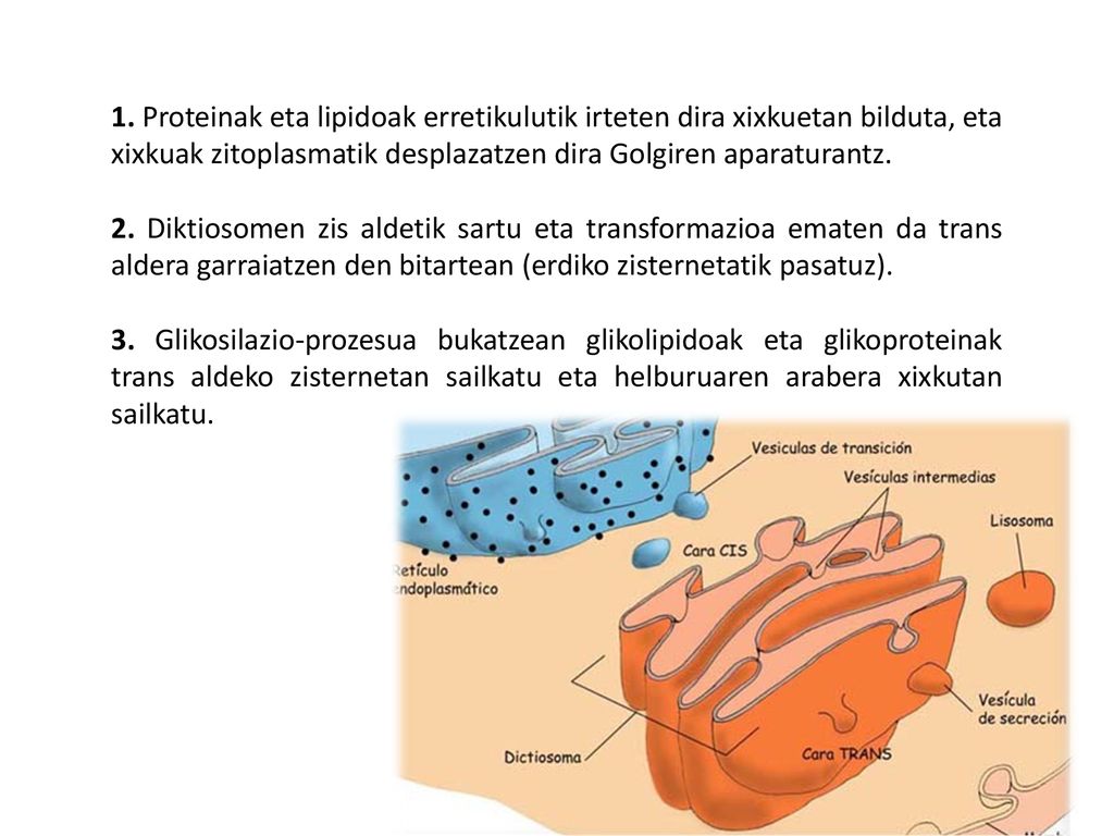 1. Proteinak eta lipidoak erretikulutik irteten dira xixkuetan bilduta, eta xixkuak zitoplasmatik desplazatzen dira Golgiren aparaturantz.