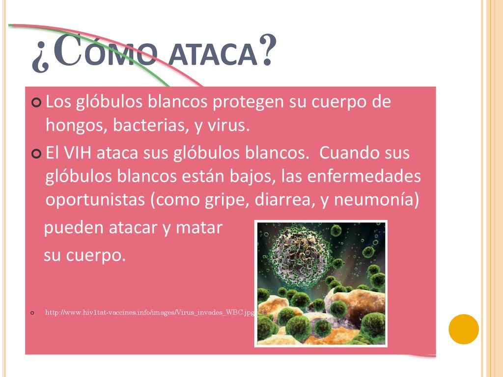 ¿Cómo ataca Los glóbulos blancos protegen su cuerpo de hongos, bacterias, y virus.