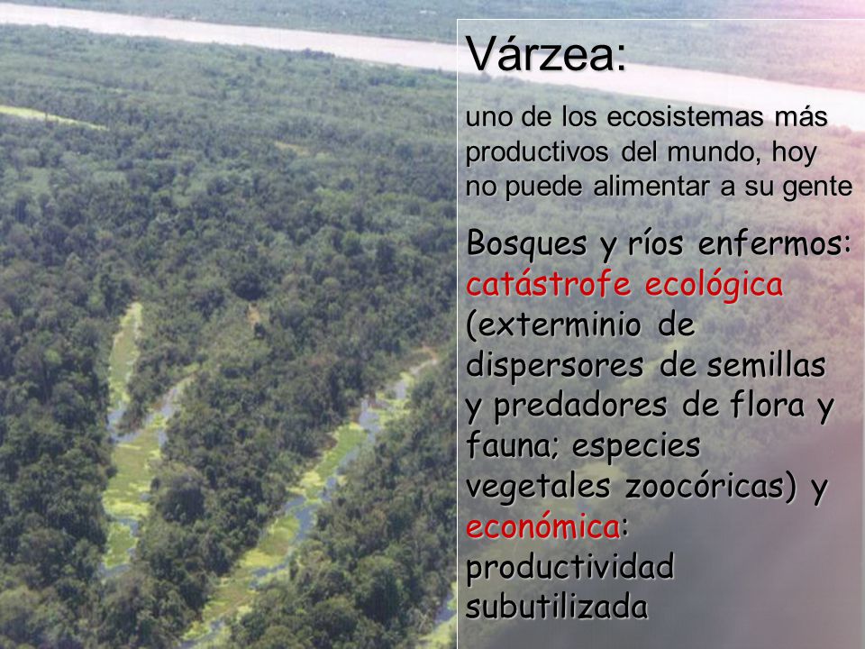 Várzea: uno de los ecosistemas más productivos del mundo, hoy no puede alimentar a su gente.