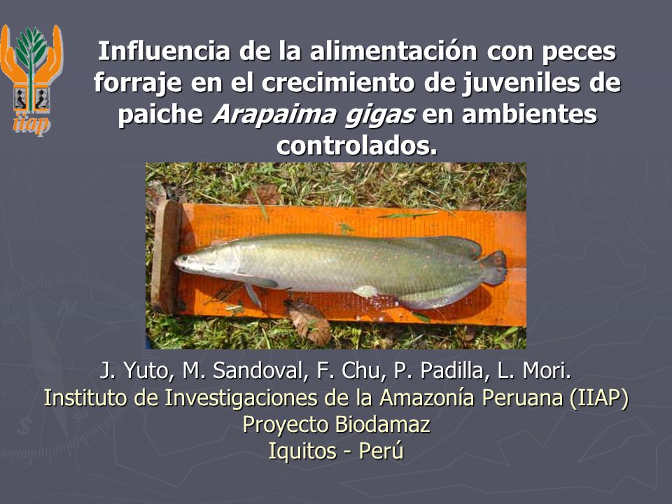 Influencia de la alimentación con peces forraje en el crecimiento de juveniles de paiche Arapaima gigas en ambientes controlados.