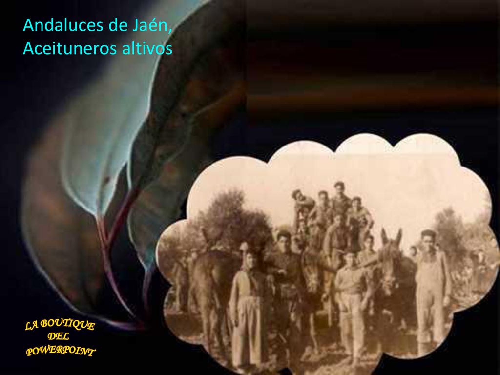Andaluces de Jaén, Aceituneros altivos LA BOUTIQUE DEL POWERPOINT