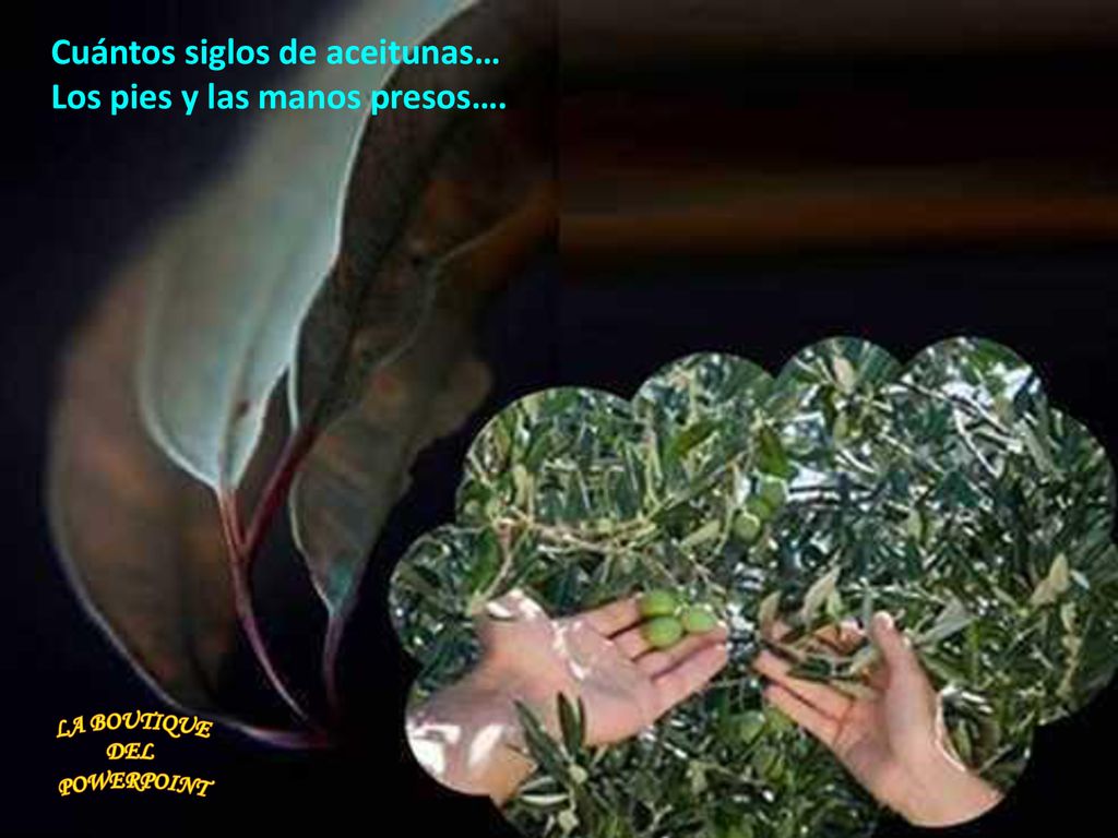 Cuántos siglos de aceitunas… Los pies y las manos presos….