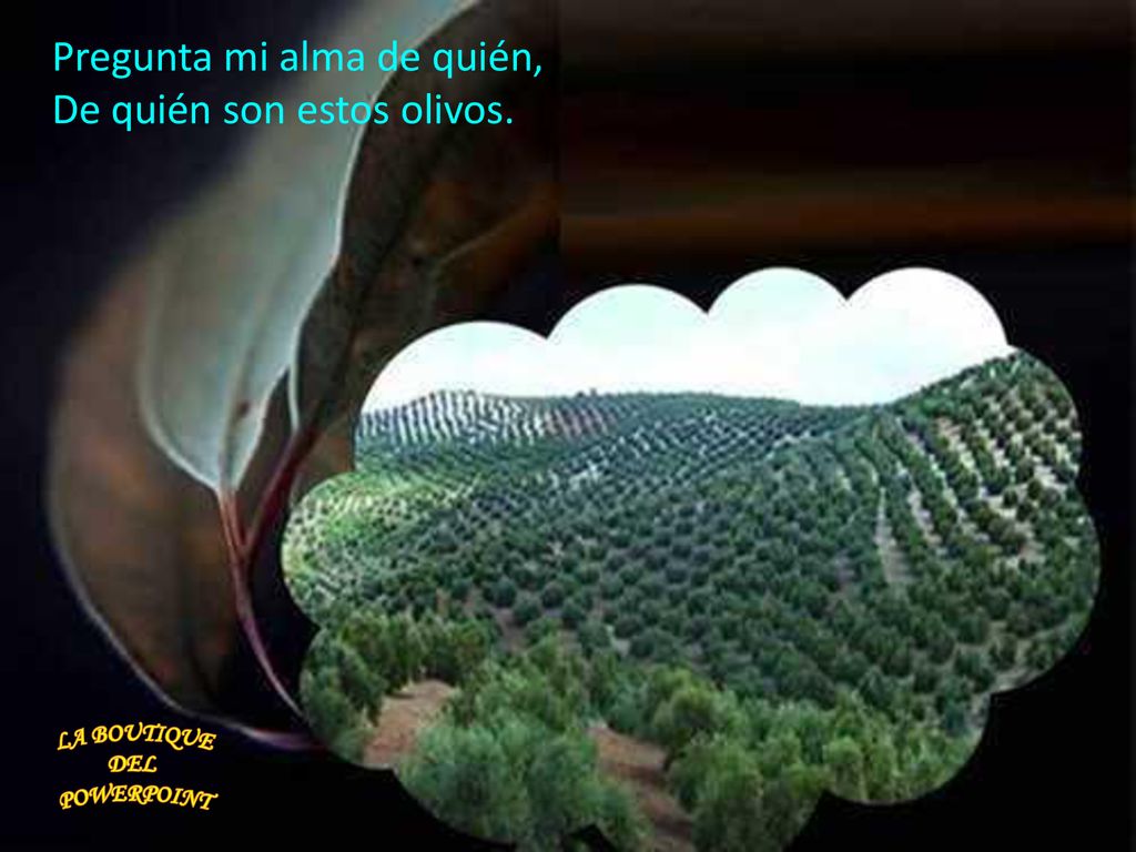 Pregunta mi alma de quién, De quién son estos olivos.