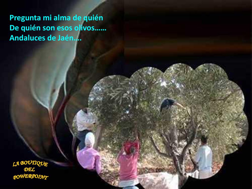 Pregunta mi alma de quién De quién son esos olivos……