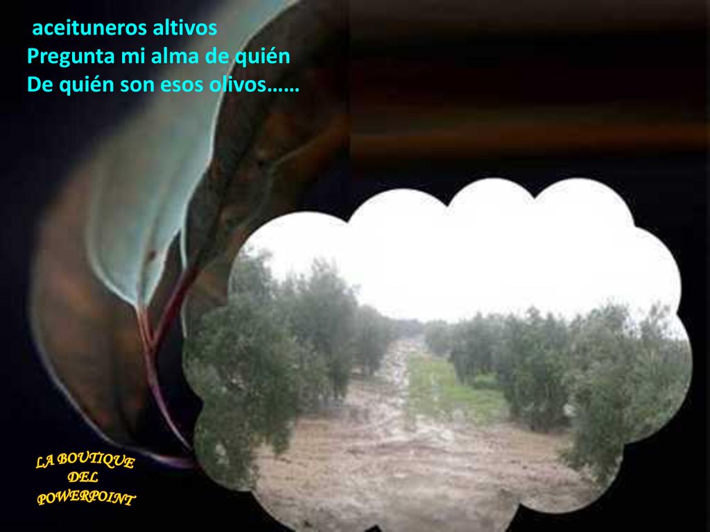 Pregunta mi alma de quién De quién son esos olivos……