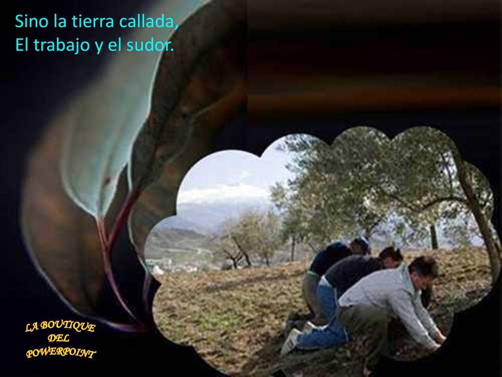 Sino la tierra callada, El trabajo y el sudor. LA BOUTIQUE DEL